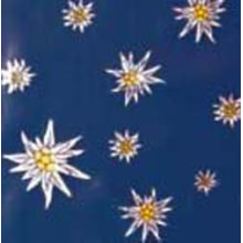 Tischdeckfolie Edelweiss blau 98 cm x 50 m