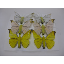 Schmetterlinge gelb, 7.5cm, 6 Stk.